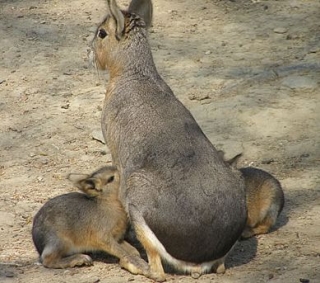  Marà, Liebre Patagónica 